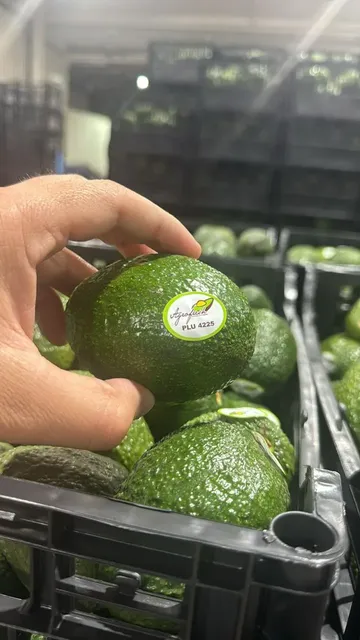 Imagen de un aguacate verde en proceso de selección mostrando calidad premium, perfectos para venta al mayoreo.
