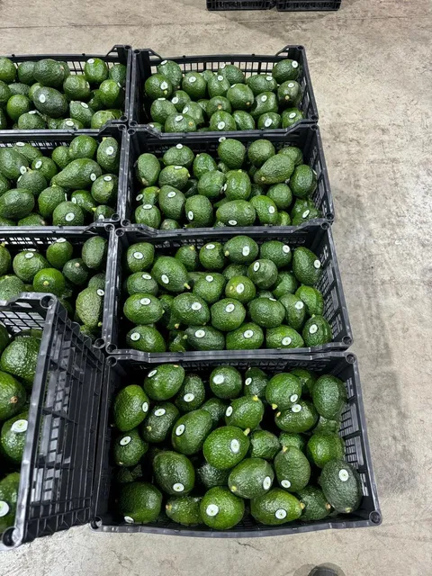 Aguacate al mayoreo | Asegura calidad, frescura y rentabilidad en tu negocio