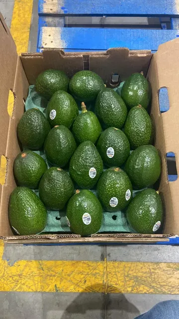 Carefully selected fresh avocados with a firm texture and uniform color, ideal for wholesale distribution.
