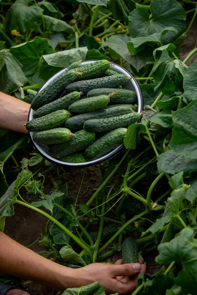 Freshly harvested cucumbers with a fresh appearance and intense green color, ready for bulk distribution.