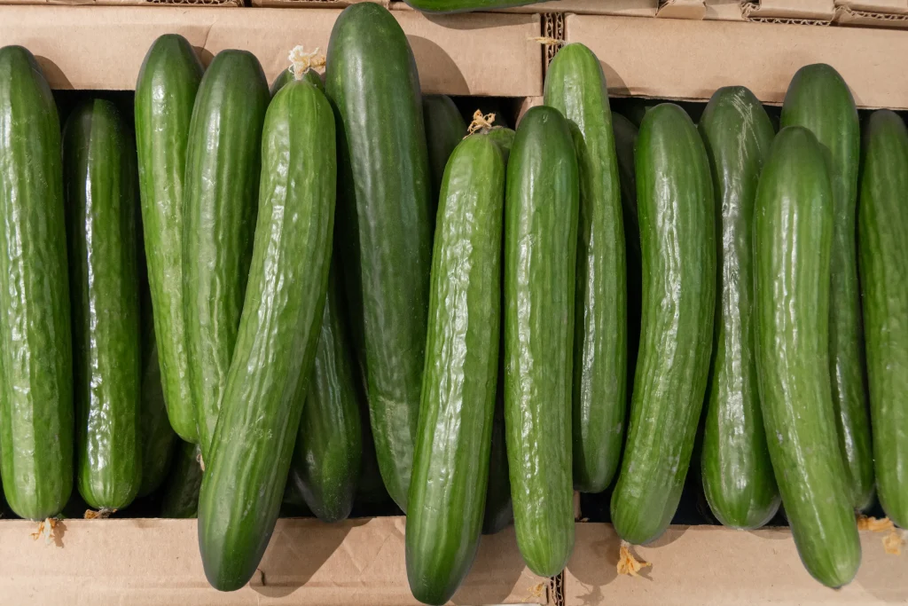 Wholesale Cucumbers | Quality, Freshness, and Reliable Supply with AgroFresh