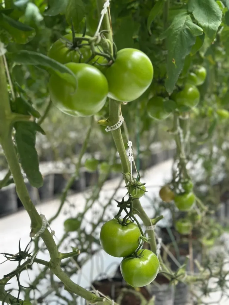 Cultivo de tomate bola en invernadero con plantas saludables, producción uniforme y técnicas agrícolas enfocadas en calidad comercial.