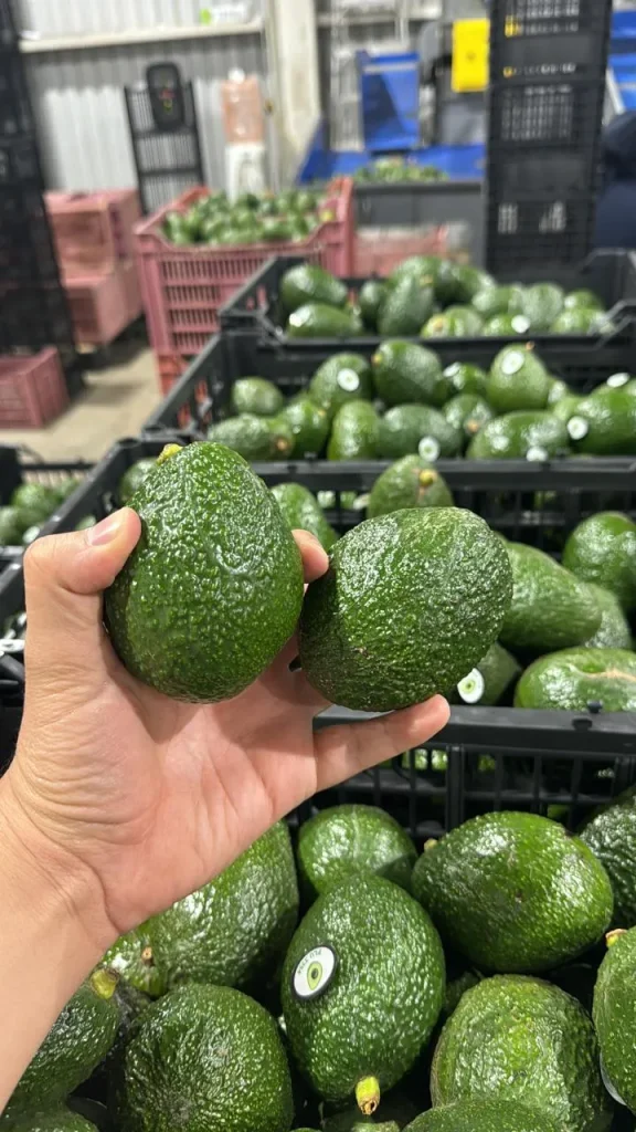 Cultivo de aguacate | Guía completa para sembrar, cuidar y producir aguacate