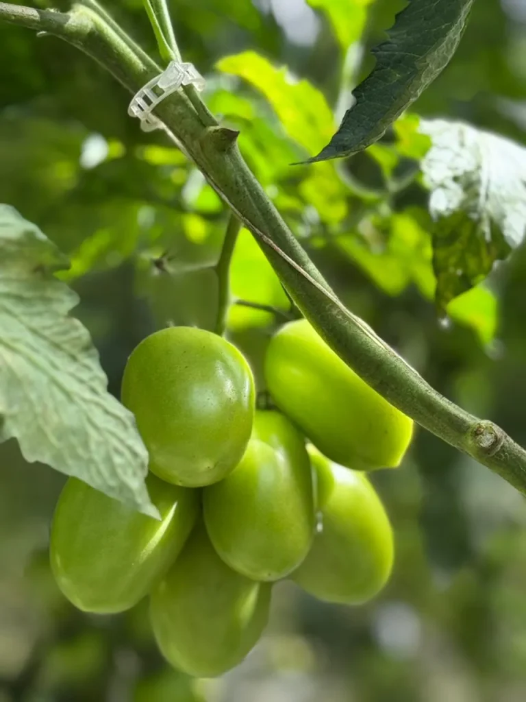 Ripe slicing tomatoes growing carefully in agricultural fields prepared for commercial harvesting, export distribution and fresh market delivery.