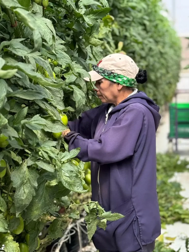 Agricultural workers collect slicing tomatoes manually during harvest to maintain freshness, appearance, and product quality for commercial buyers.