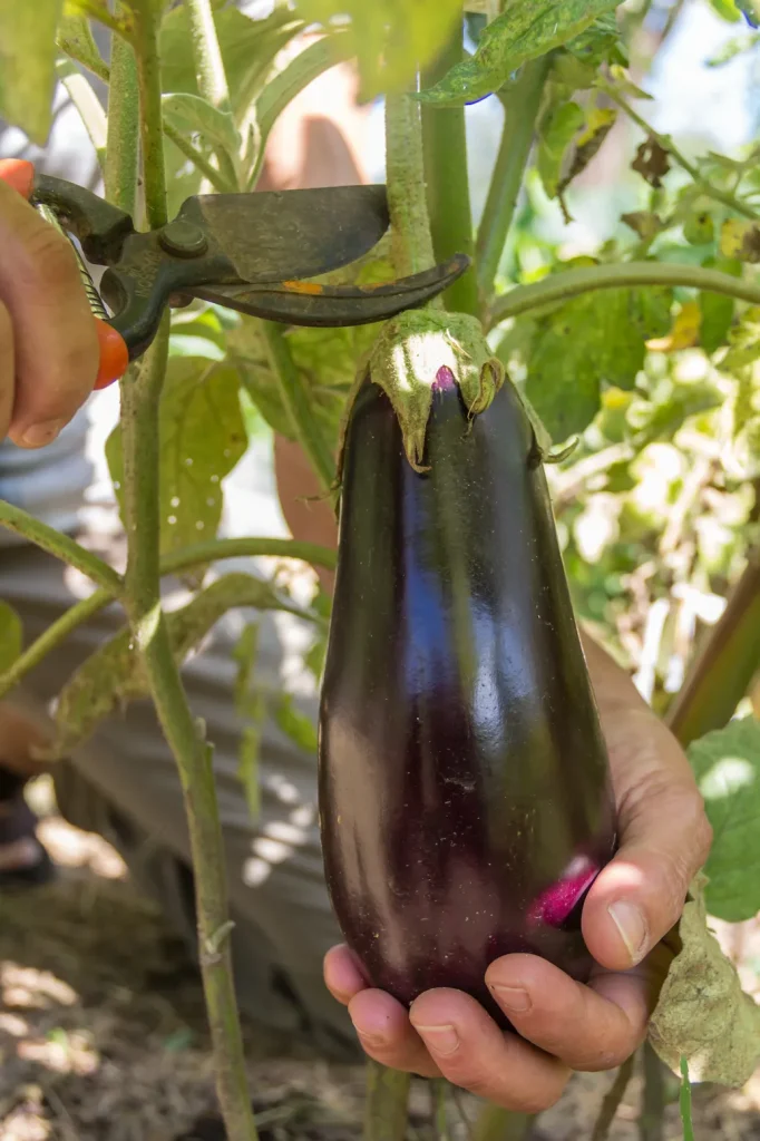 Worker inspecting the quality of the eggplant cultivation, noting firm fruits, intense color, and efficient agricultural production.