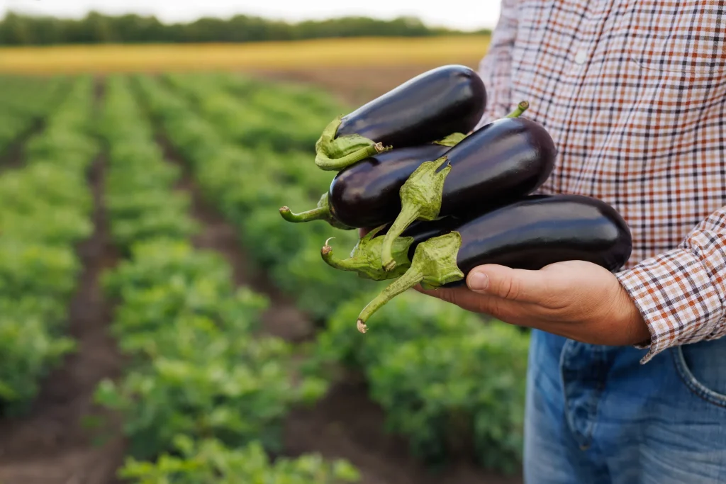 Eggplant cultivation | A Complete Guide to Planting, Caring for, and Harvesting Eggplant Correctly