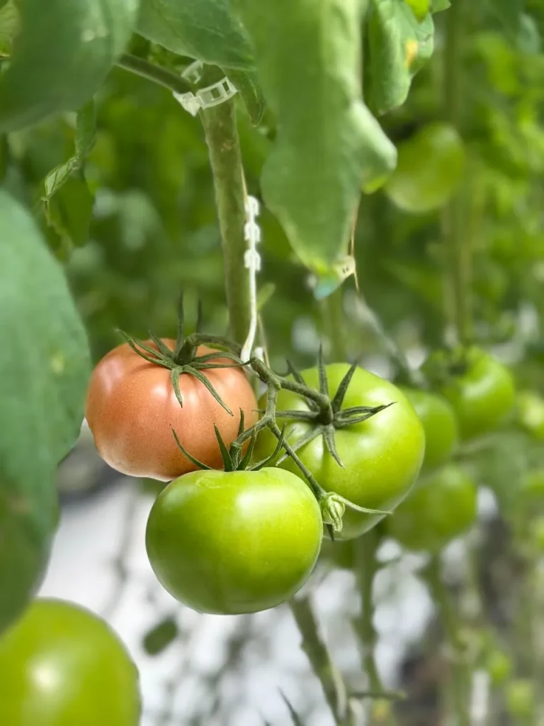 Slicing tomato recipes | Fresh and easy ideas
