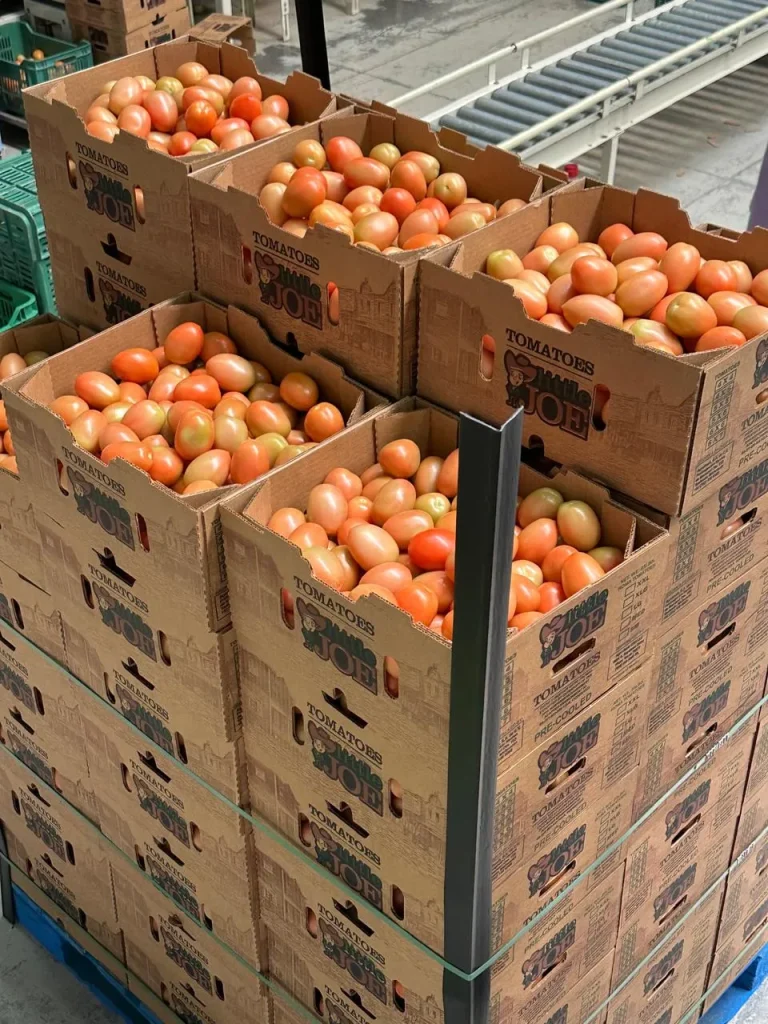 Estándares de calidad del jitomate | Factores para garantizar un producto fresco
