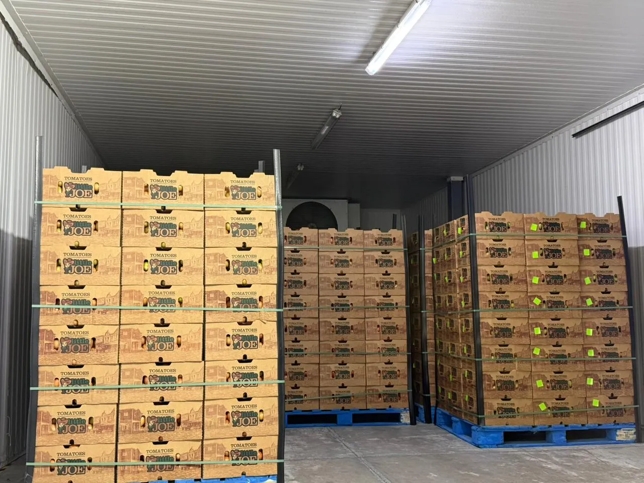 The importance of tomato quality standards in maintaining a consistent and reliable commercial supply.